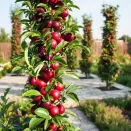 Алыча колоновидная № 2