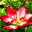 Лилия азиатская махровая Дабл Сенсейшн № 2