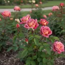 Роза спрей малоуходная Инкогнито № 2