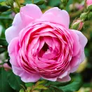 Роза английская с крепким иммунитетом Алан Титчмарш № 1