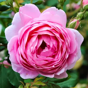 Роза английская с крепким иммунитетом Алан Титчмарш