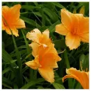 Лилейник Бали Хай № 2