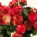 Роза спрей малошипная Латин Помпон № 2