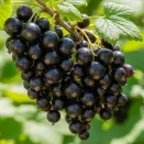 Смородина черная суперурожайная Бен Тибен № 1