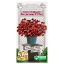 Бегония гибридная Биг Делюкс Ред F1 Евросемена № 1