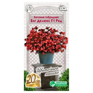 Бегония гибридная Биг Делюкс Ред F1 Евросемена