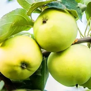 Яблоня Белый налив