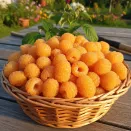 Малина ремонтантная со вкусом ананаса Фолголд № 3