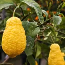 Цитрон комнатный Пиретто № 3