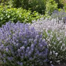 Сверхвыгода! Комплект душистых трав "Антистресс" из 2 сортов № 1