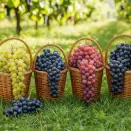 Сверхвыгода! Комплект бессемянного винограда "Сочный квартет" из 4 сортов № 1