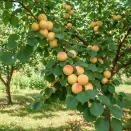 Абрикос для редкого полива Московский крупный № 3