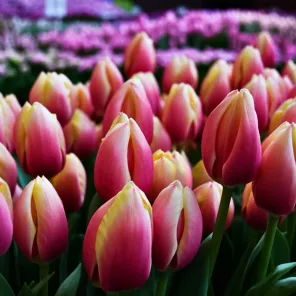 Тюльпан Дарвина Рашн Принцесс