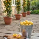 Слива колоновидная Мирабелла № 2