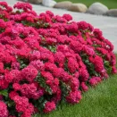 Роза почвопокровная невыгорающая Тоскана № 1