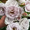 Роза спрей премиум Инносент Карамель № 2