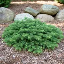 Микробиота перекрестнопарная № 1