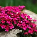 Флокс шиловидный Атропурпуреа № 2