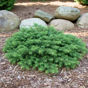 Микробиота перекрестнопарная