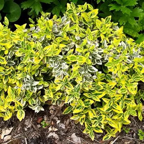 Бересклет Форчуна Эмеральд Голд