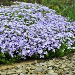 Флокс шиловидный Эмеральд Кьюшн Блю