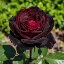 Роза чайно-гибридная Норита № 2