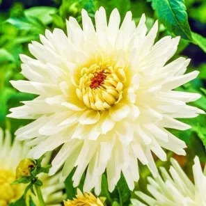 Георгина полукактусовая Май Лав