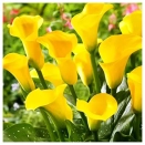 Калла Саншайн № 3