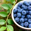 Голубика высокорослая Дюк № 1