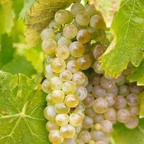 Виноград со вкусом тропических фруктов Прейри Стар