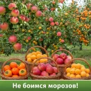 Сверхвыгода! Комплект сибирских саженцев "Сад, который не вымерзнет" из 4 сортов № 1