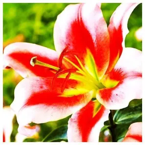 Лилия ОТ-гибрид Олимпик Торч