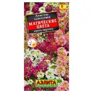 Алиссум Магические цвета, смесь окрасок Аэлита № 1