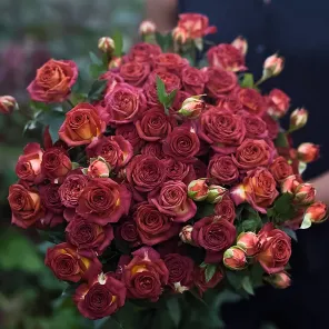 Роза спрей малошипная Шоколад Баблз