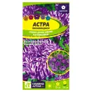 Астра пионовидная карликовая Седая дама синяя Семена Алтая № 1