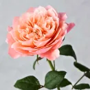 Роза чайно-гибридная жаростойкая Микото № 2