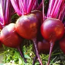 Свекла Уральский борщ Уральский дачник № 2