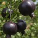 Гранат карликовый черный Восьмой шар № 1