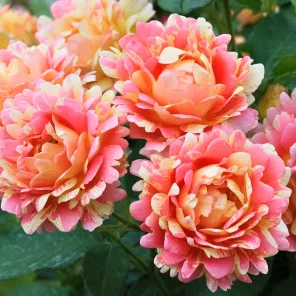 Роза шраб Роуз дес Систерсинс