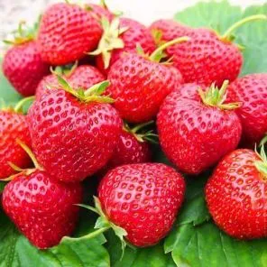 Земляника крупноплодная Зенга Зенгана, 5 саж.