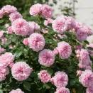 Роза канадская Мартин Фробишер № 2