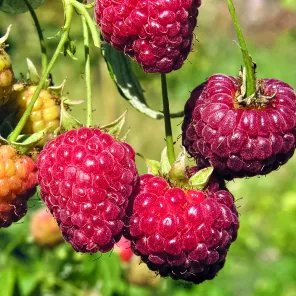 Малина ремонтантная малошипная сверхурожайная Джоан Джей