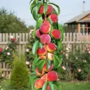 Персик колоновидный Юбилей столицы № 1