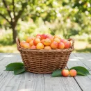 Черешня кремовая Краса Кубани улучшенная № 1