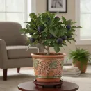 Инжир карликовый комнатный Петит Негра № 1