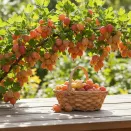 Крыжовник канадский мягкошипный Пакс № 1