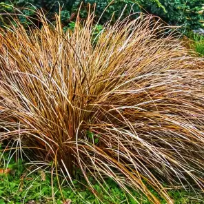 Осока петри Милк Чоколейт