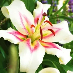 Лилия ОТ-гибрид Бонбини