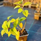 Гортензия метельчатая Сандей Фрайз № 3