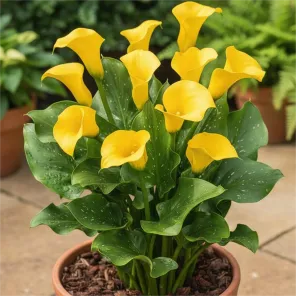 Калла Саншайн